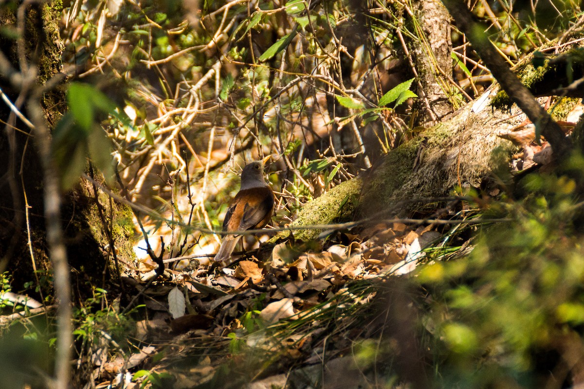 Chestnut Thrush - ML616154795