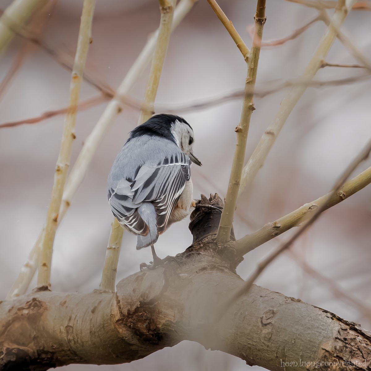 White-breasted Nuthatch - ML616154829