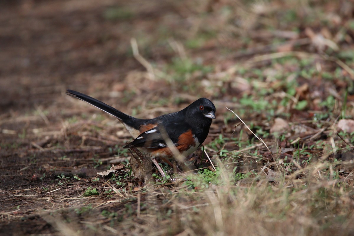 Eastern Towhee - ML616154837