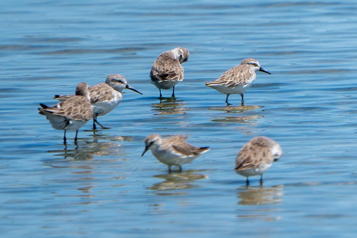 Western Sandpiper - ML616154861