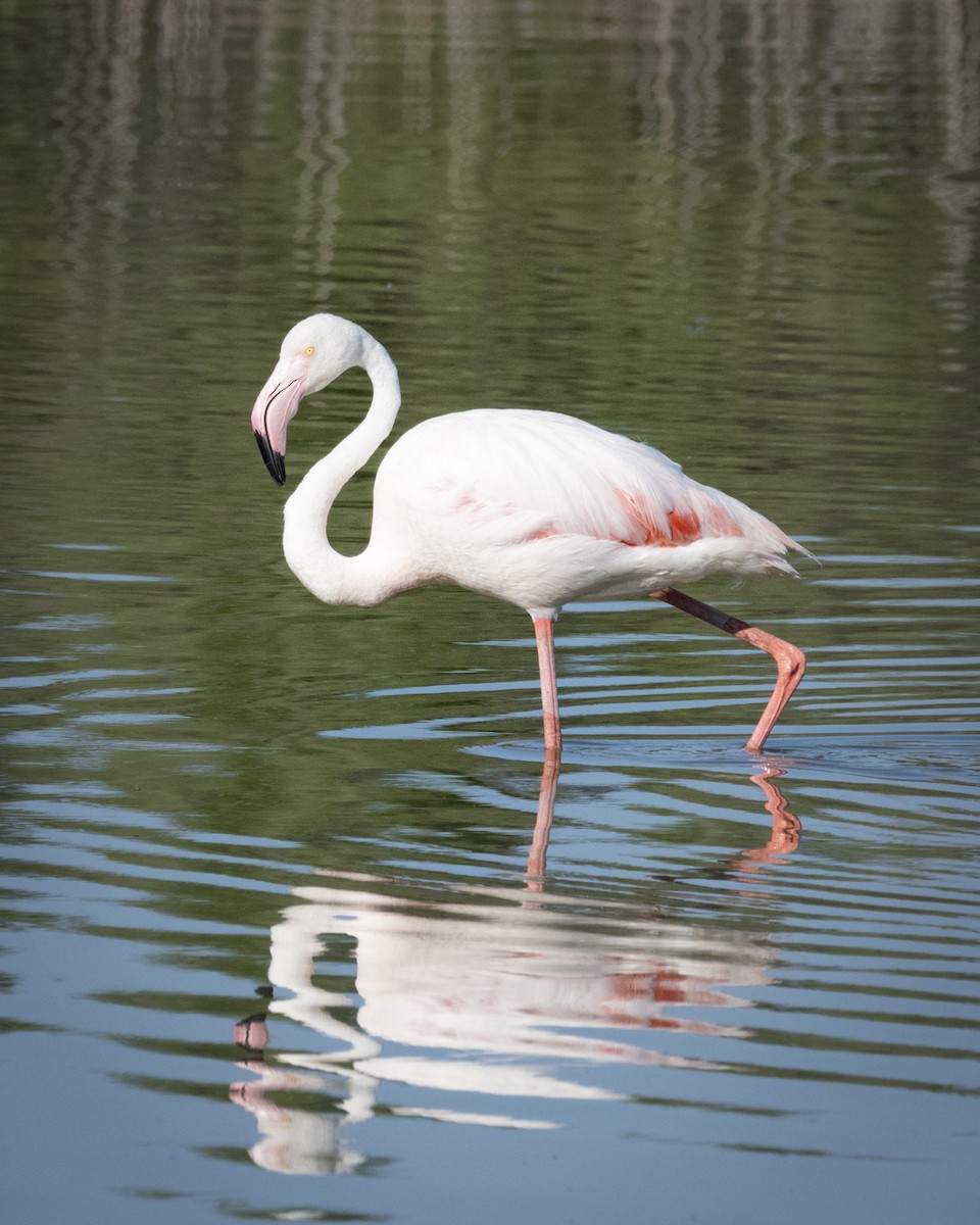 Greater Flamingo - Felipe Ríos Silva