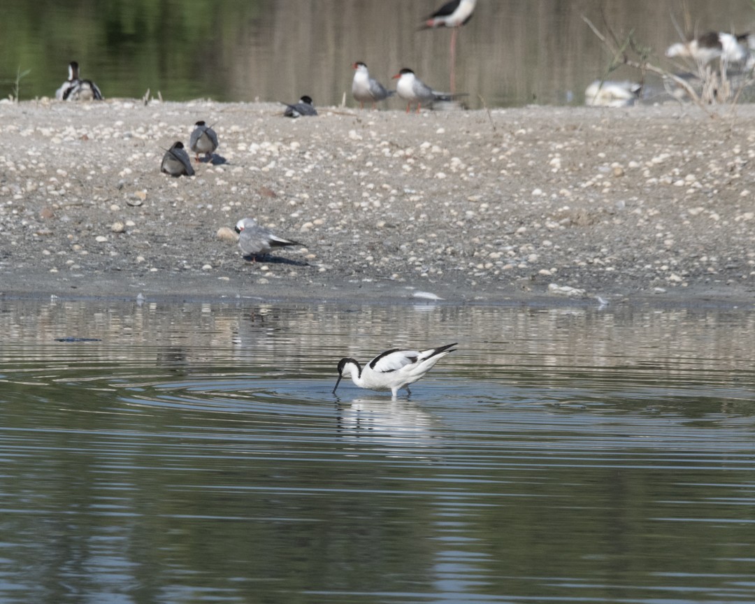 Pied Avocet - ML616154879