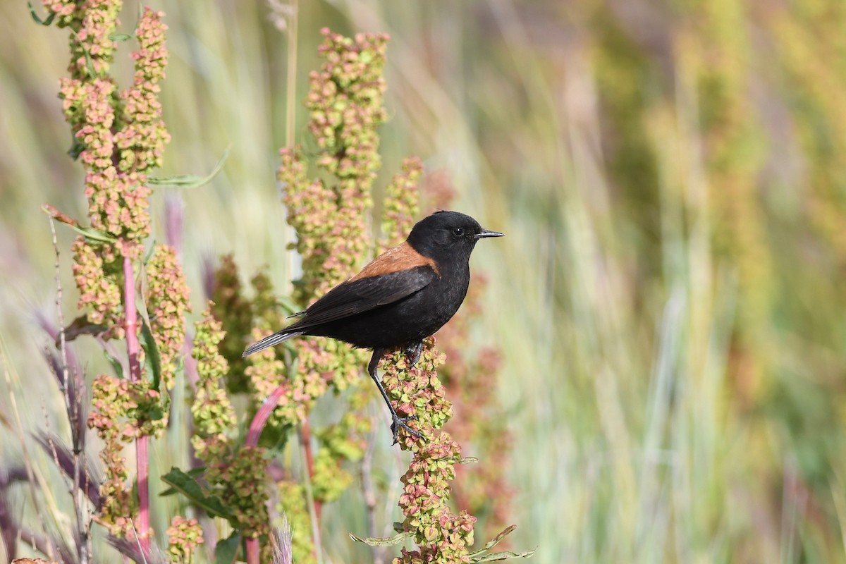 Patagoniensporntyrann - ML616154905