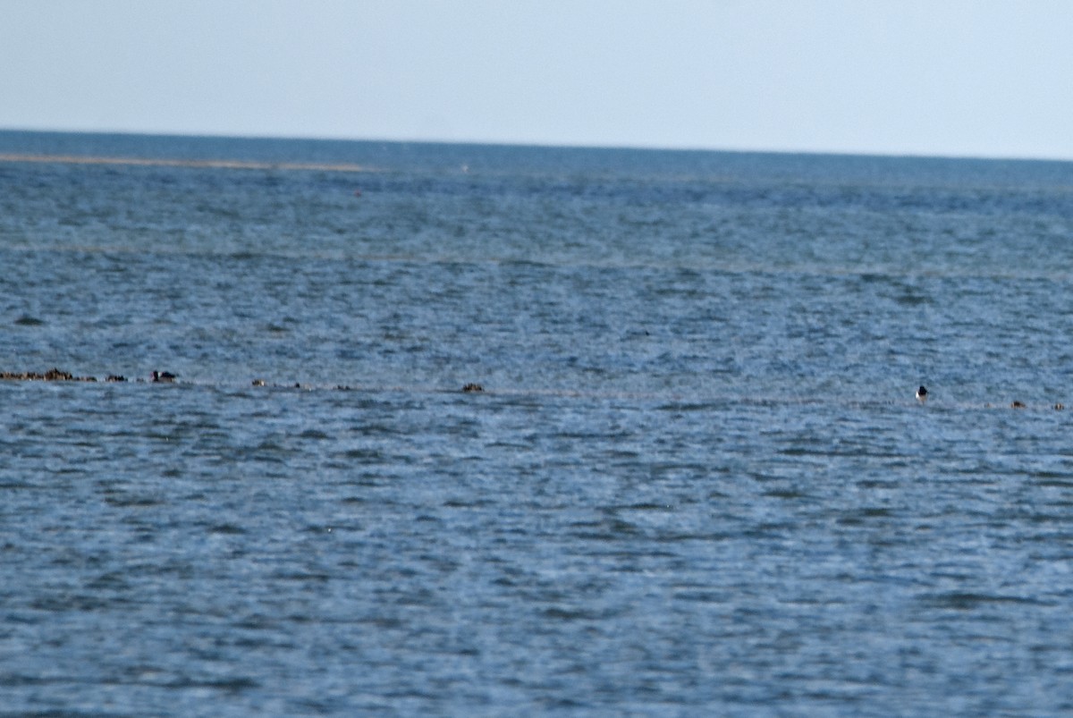 American Oystercatcher - ML616154937