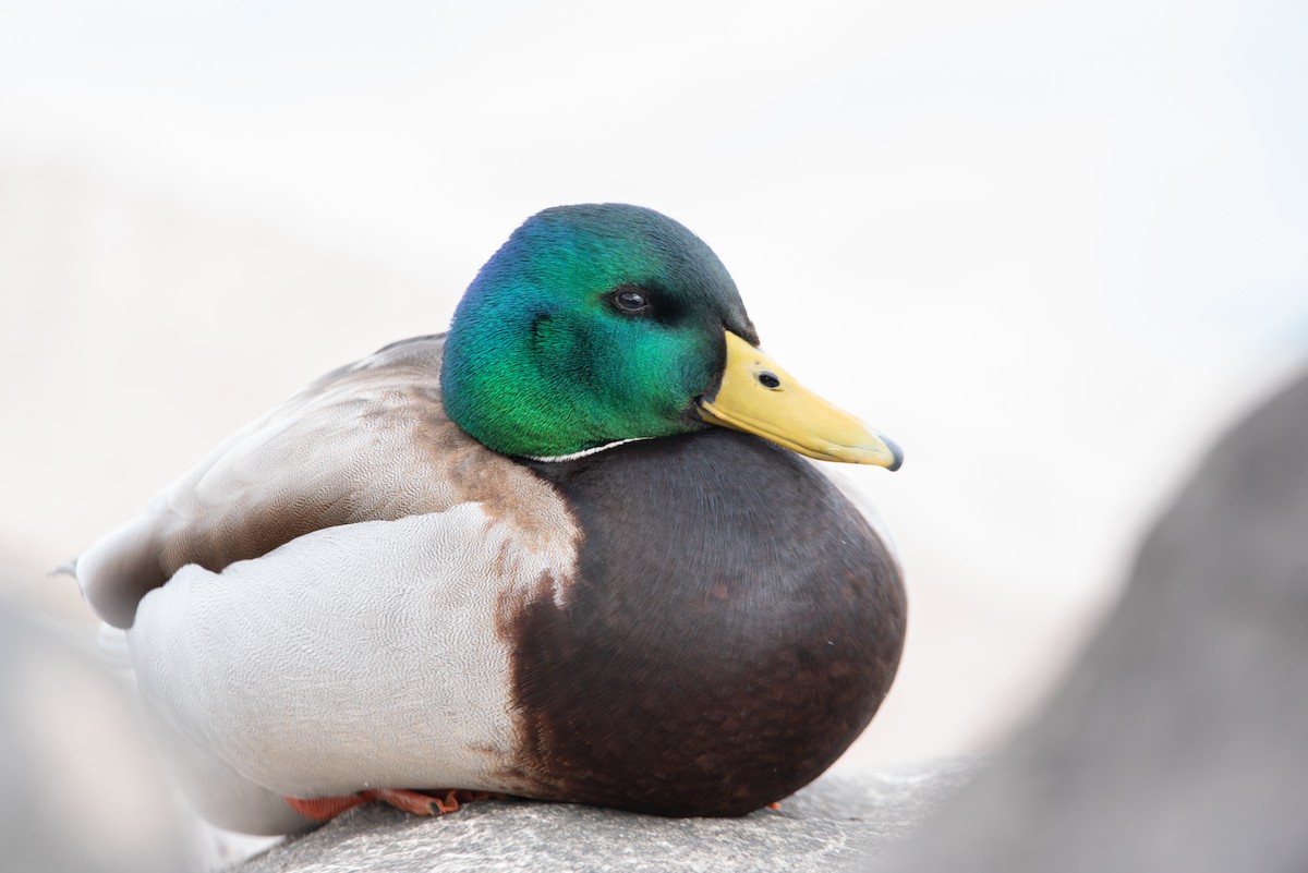 Mallard - Jing-Yi Lu