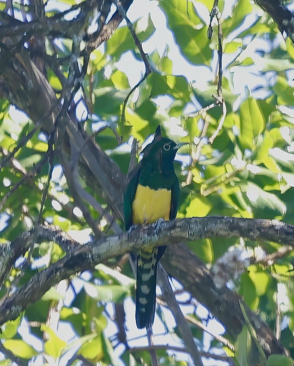 African Emerald Cuckoo - ML616154997