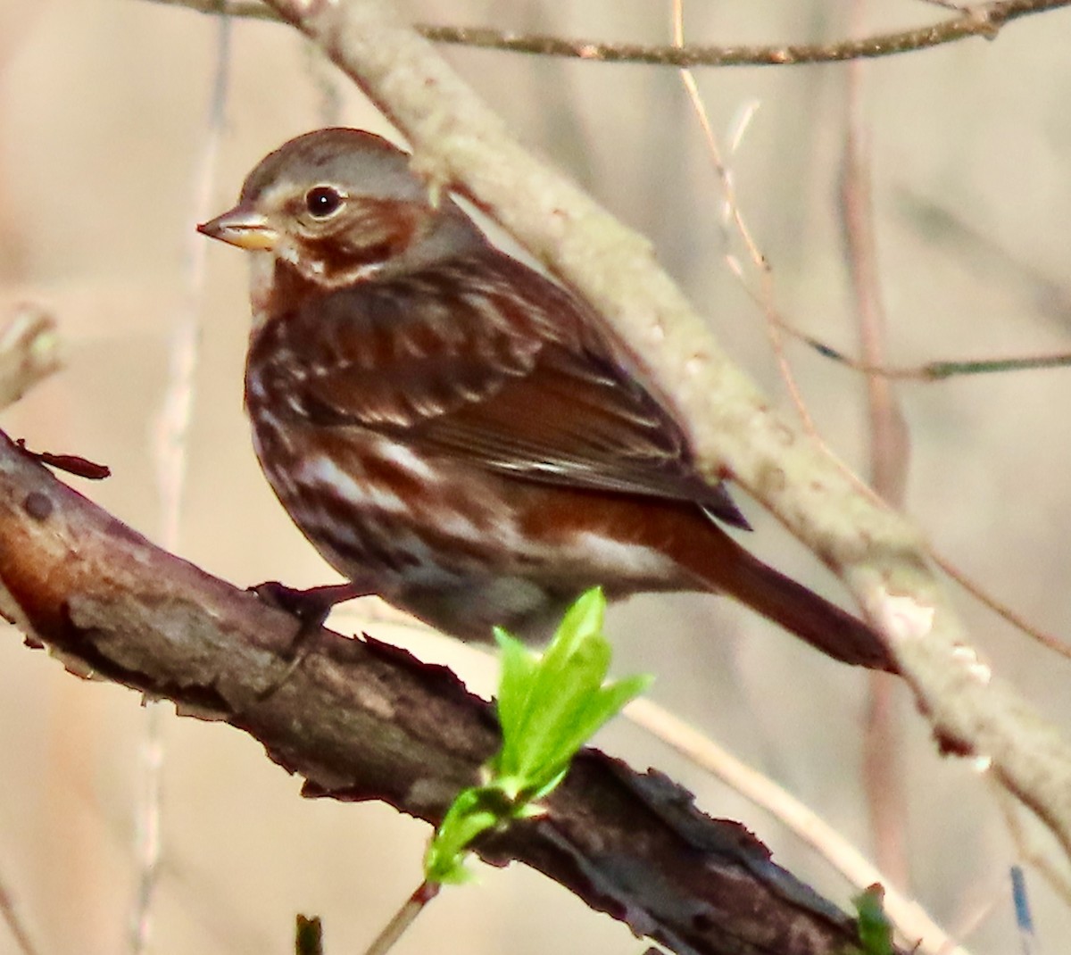Fox Sparrow (Red) - ML616155019
