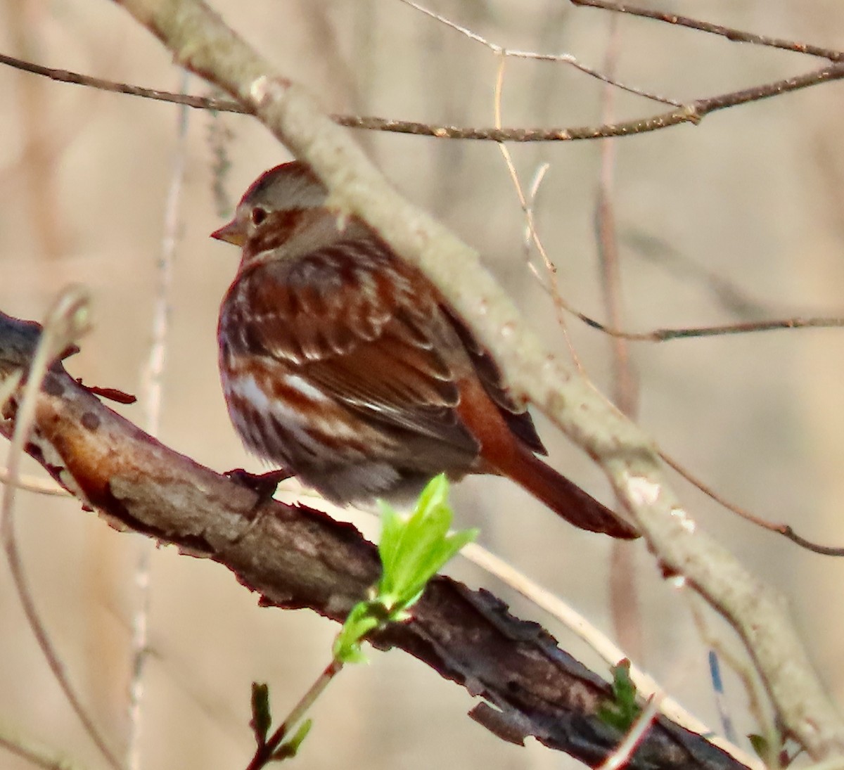 Fox Sparrow (Red) - ML616155024