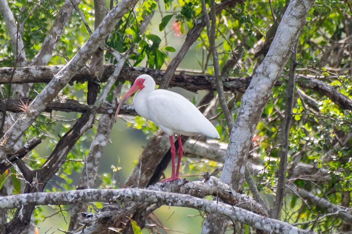 ibis bílý - ML616155027