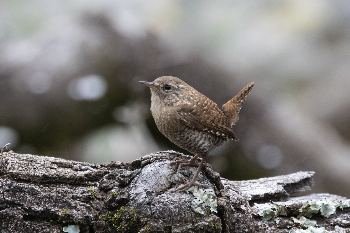 Winter Wren - ML616155068