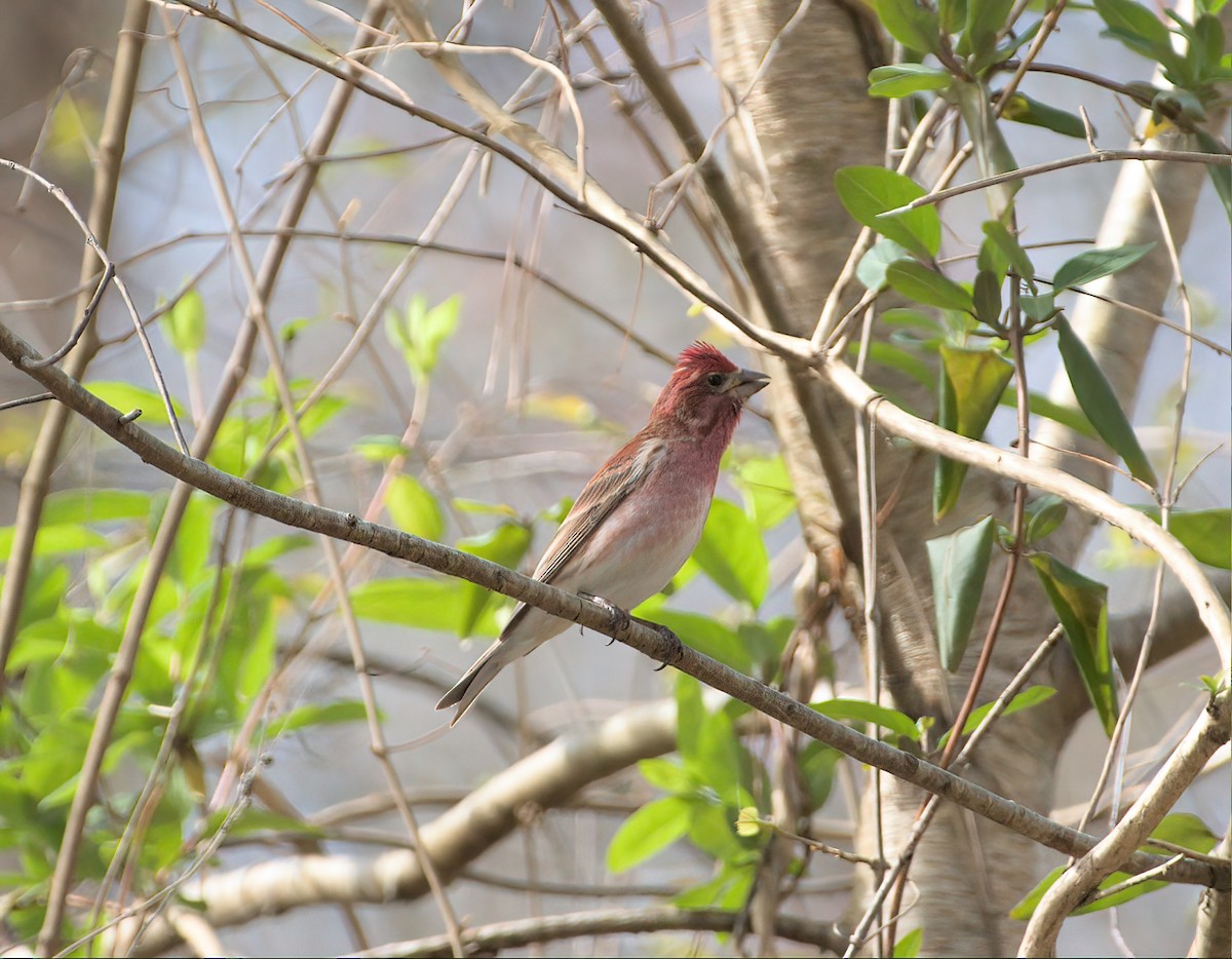 Purple Finch - ML616155176