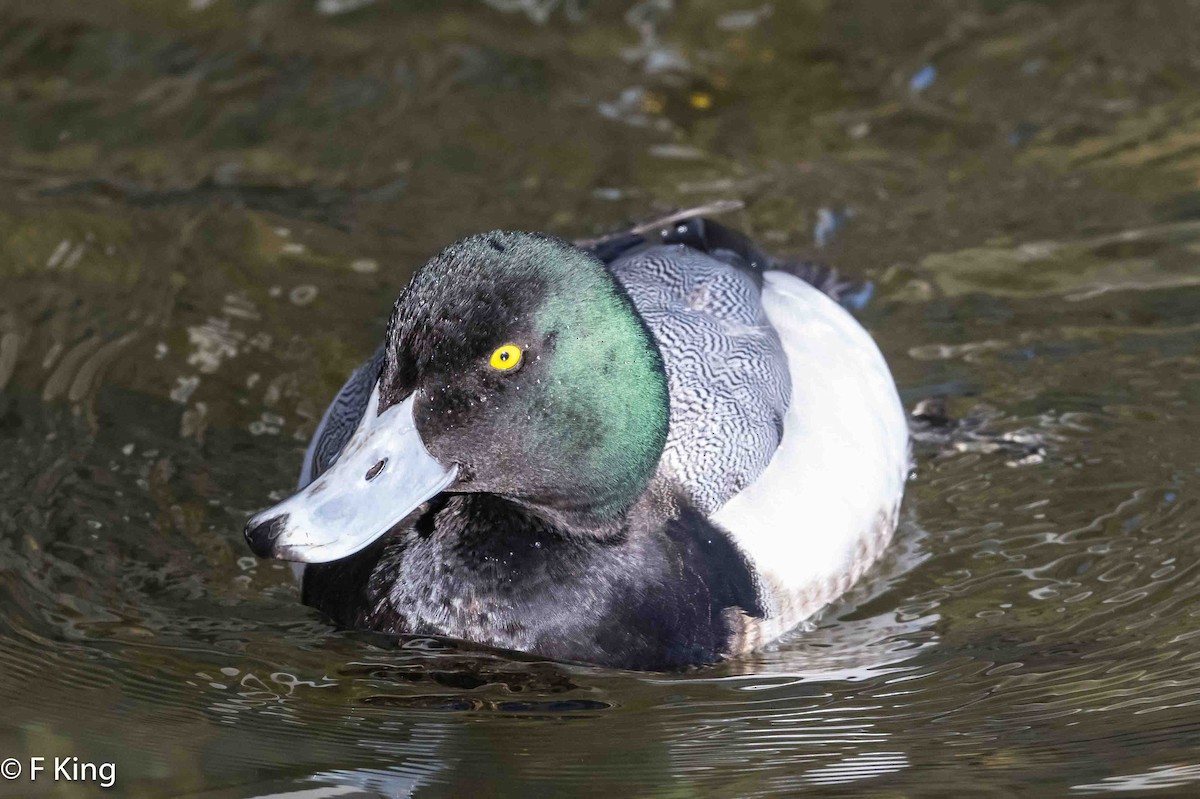 Greater Scaup - ML616155204