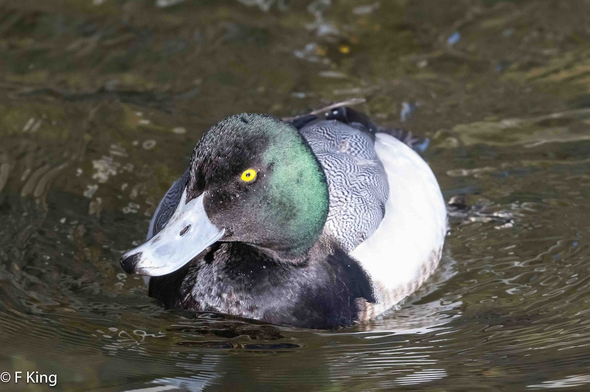 Greater Scaup - Frank King