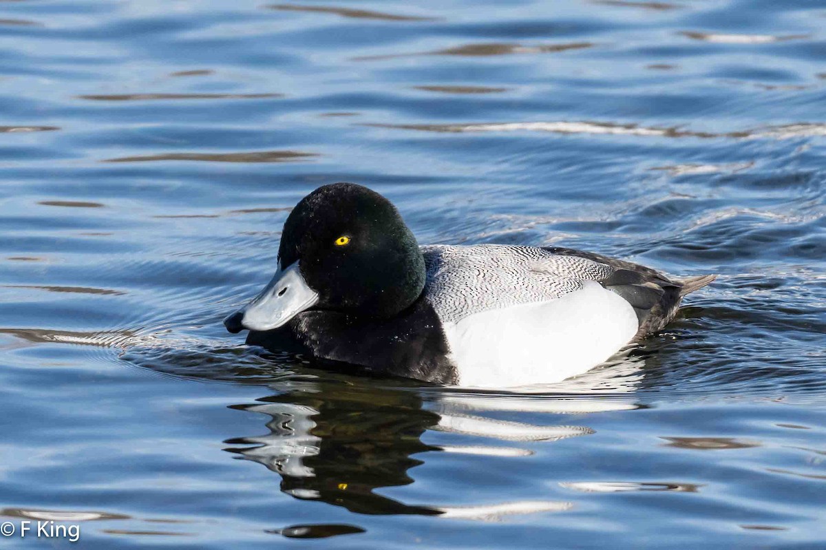 Greater Scaup - ML616155206