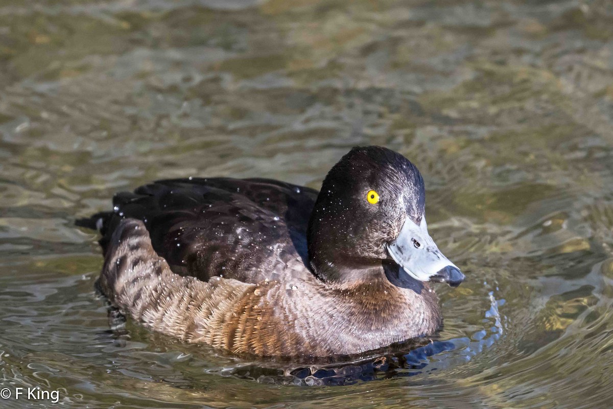 Greater Scaup - ML616155207