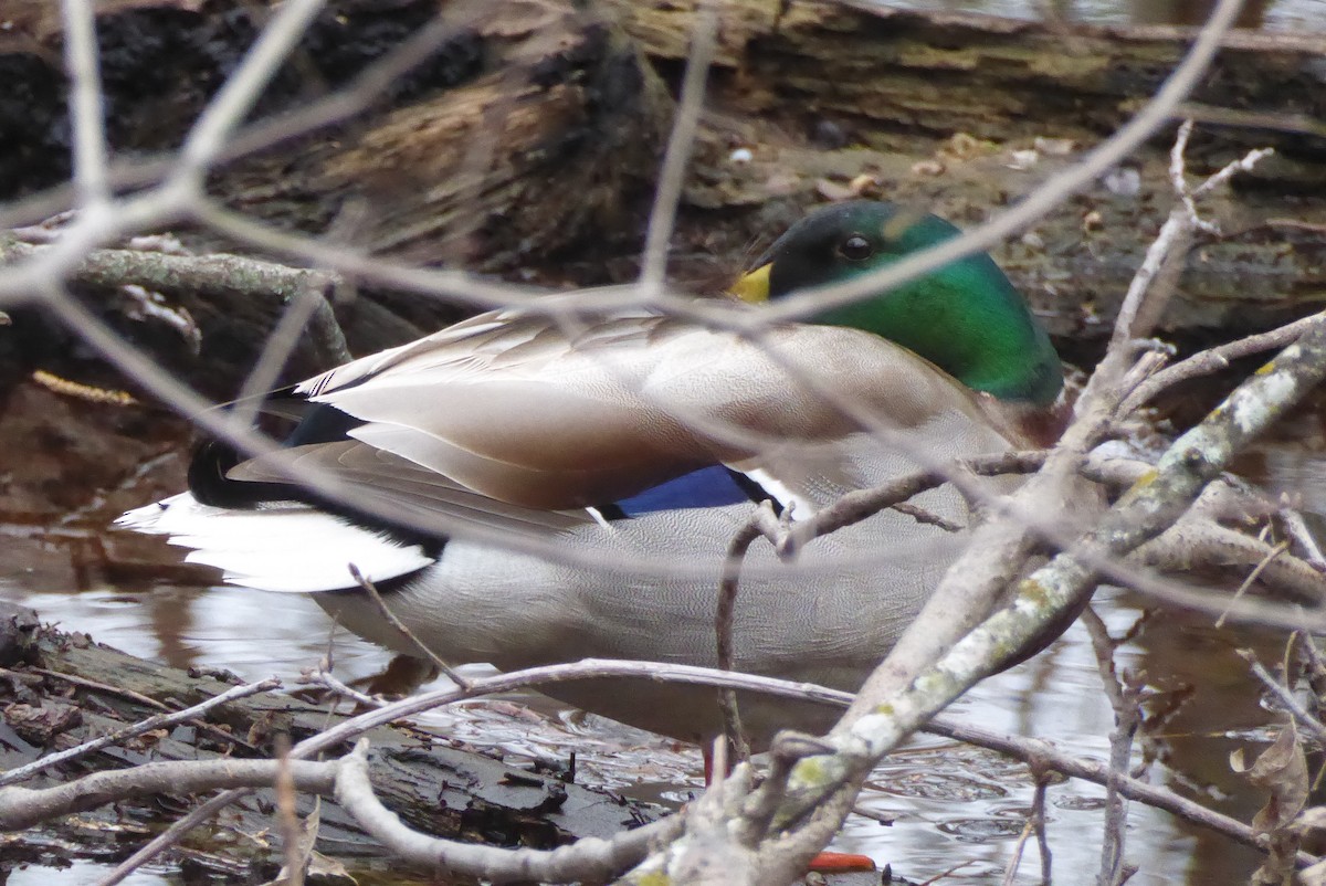 Mallard - ML616155252