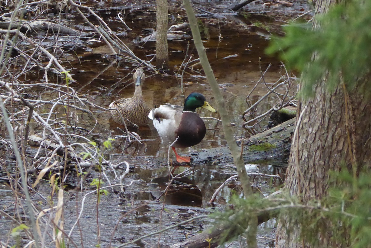 Canard colvert - ML616155253