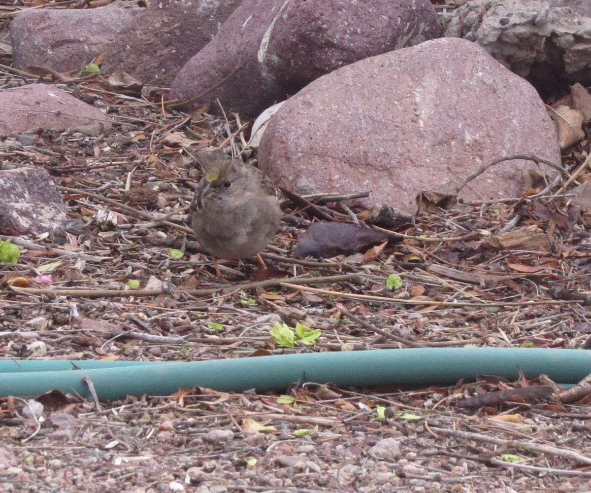 Golden-crowned Sparrow - ML616155259