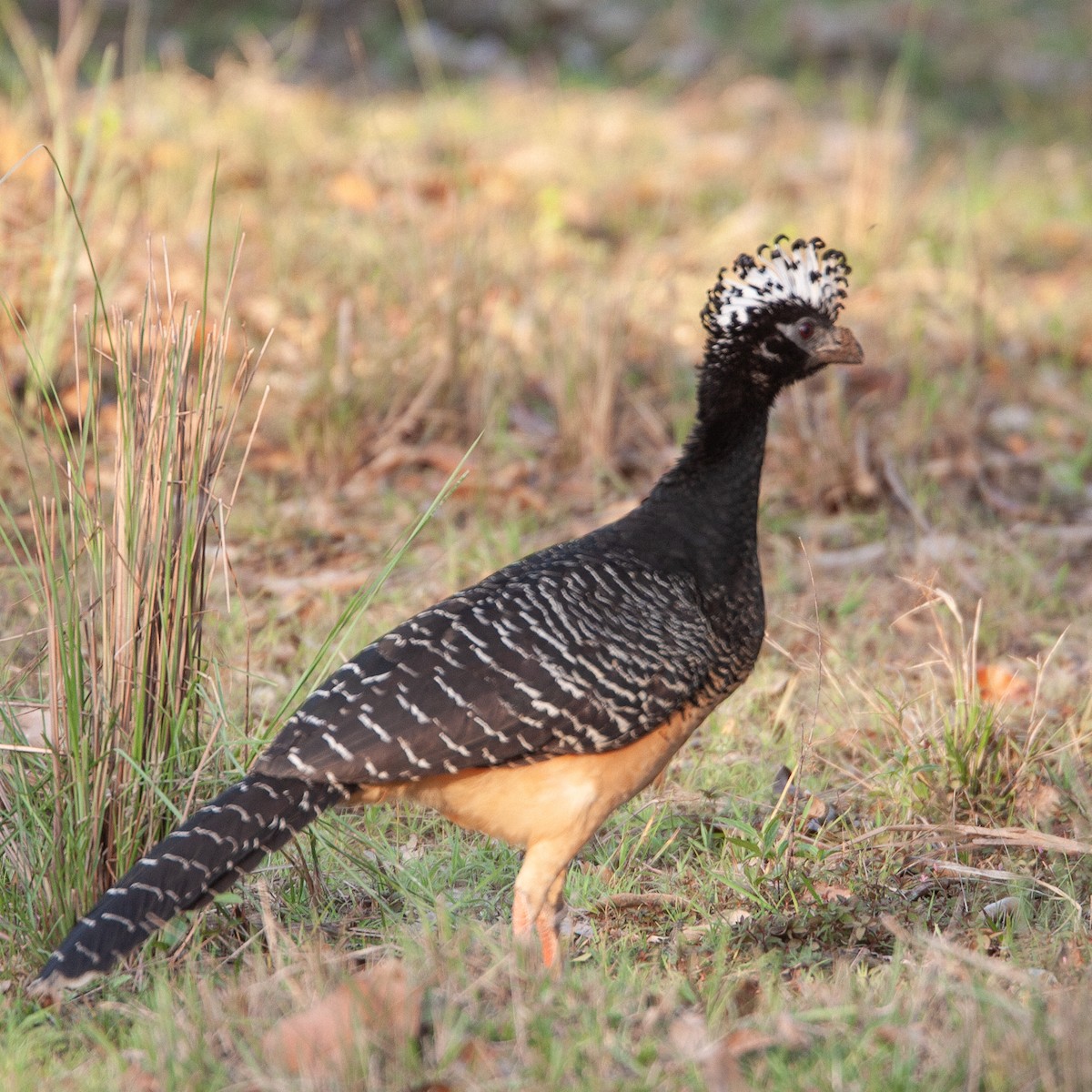 Bare-faced Curassow - ML616155260
