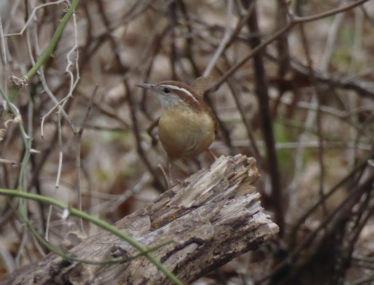 Carolina Wren - ML616155277