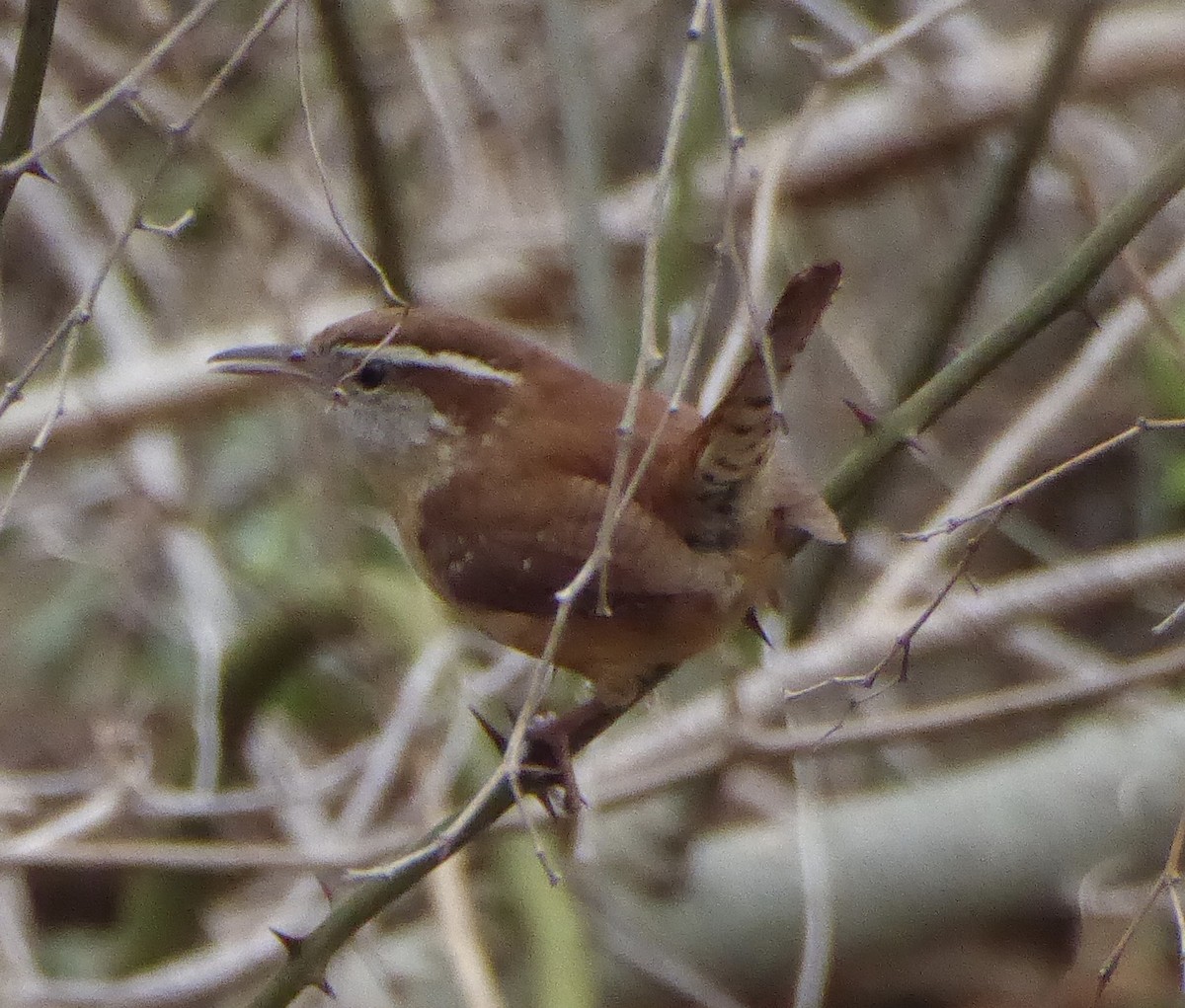 Carolina Wren - ML616155278