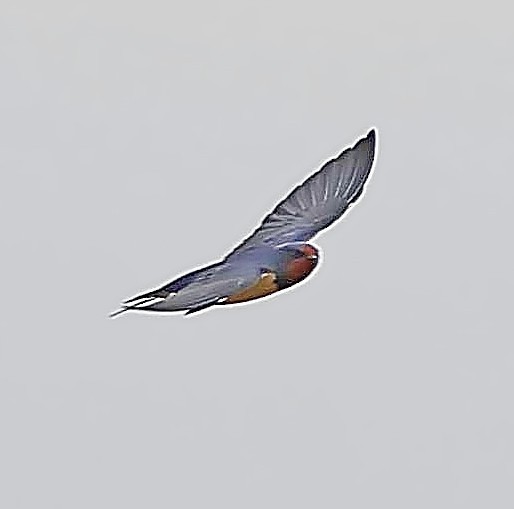 Angola Swallow - ML616155300