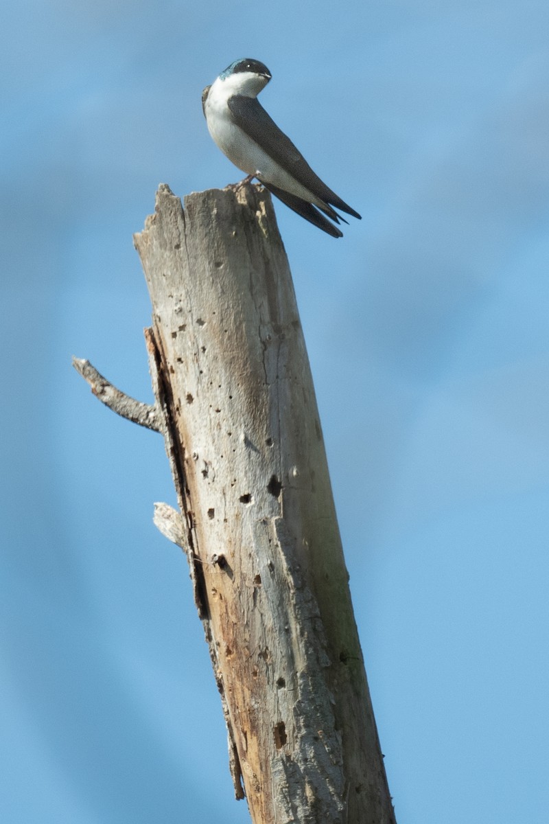 Tree Swallow - ML616155310