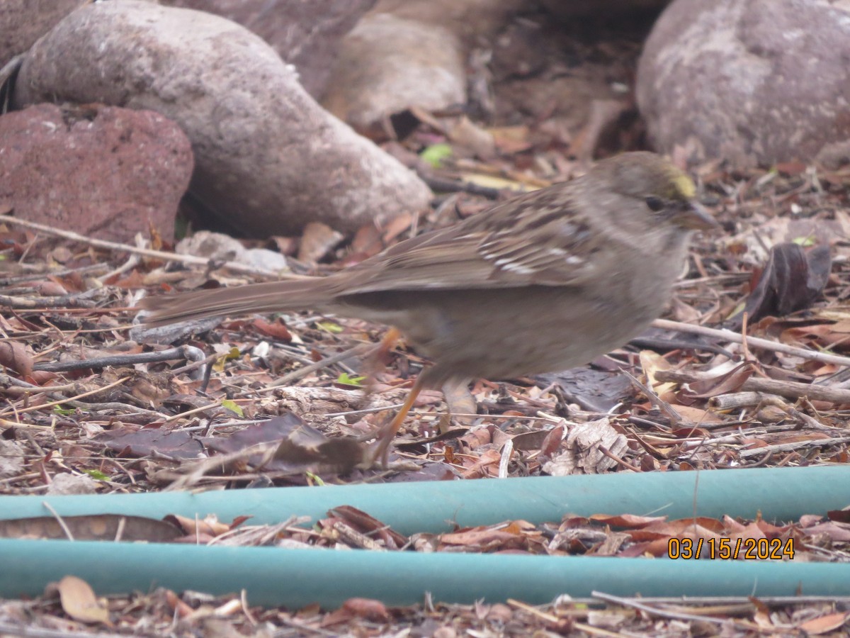 Golden-crowned Sparrow - ML616155314