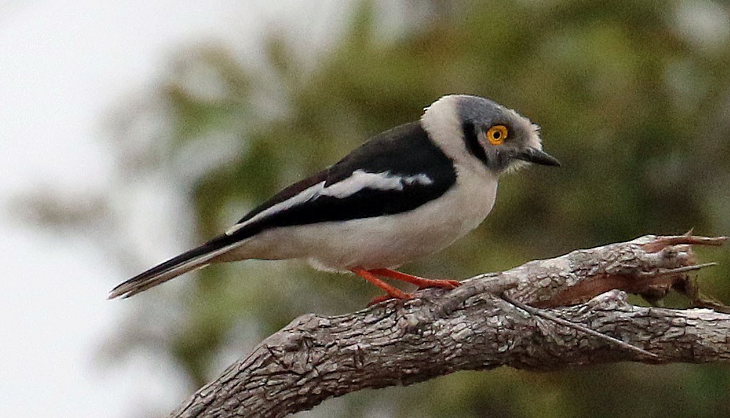 White-crested Helmetshrike - Barbara Strobino