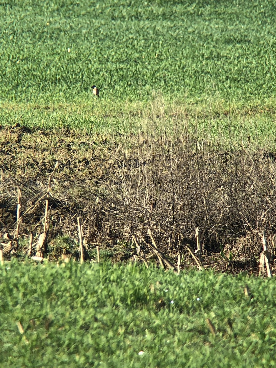 European Stonechat - ML616155333
