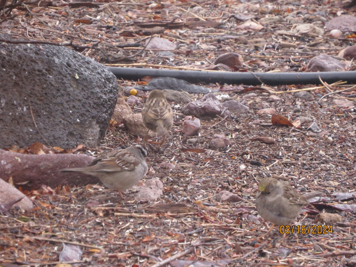 Golden-crowned Sparrow - ML616155464