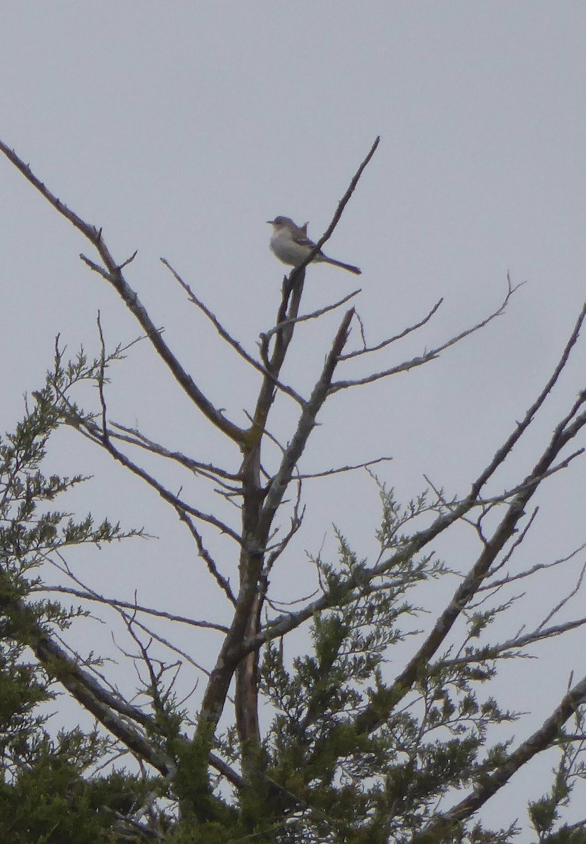 Northern Mockingbird - ML616155491