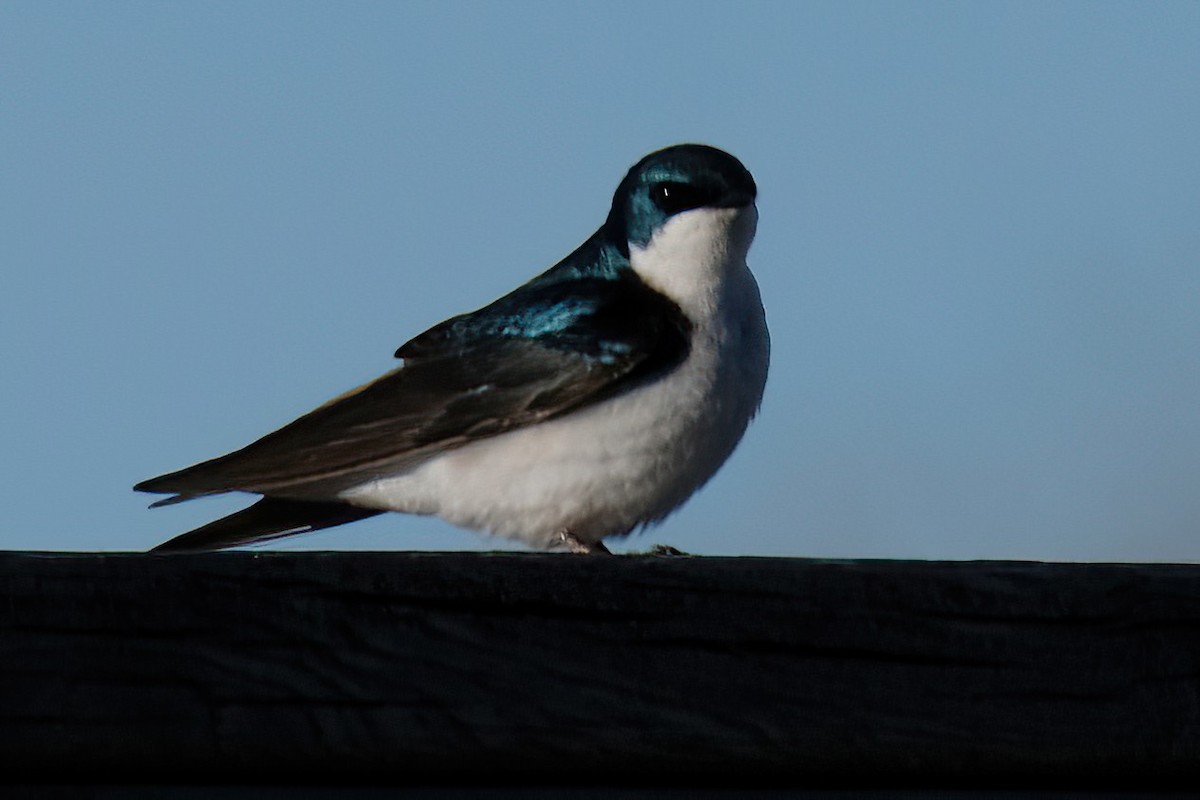 Tree Swallow - Cindy Gimbert