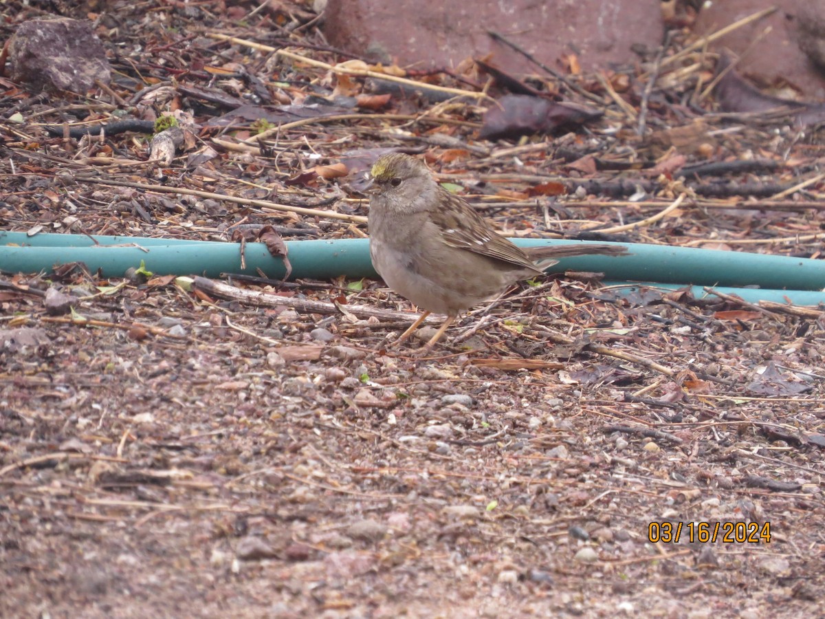 Golden-crowned Sparrow - ML616155505