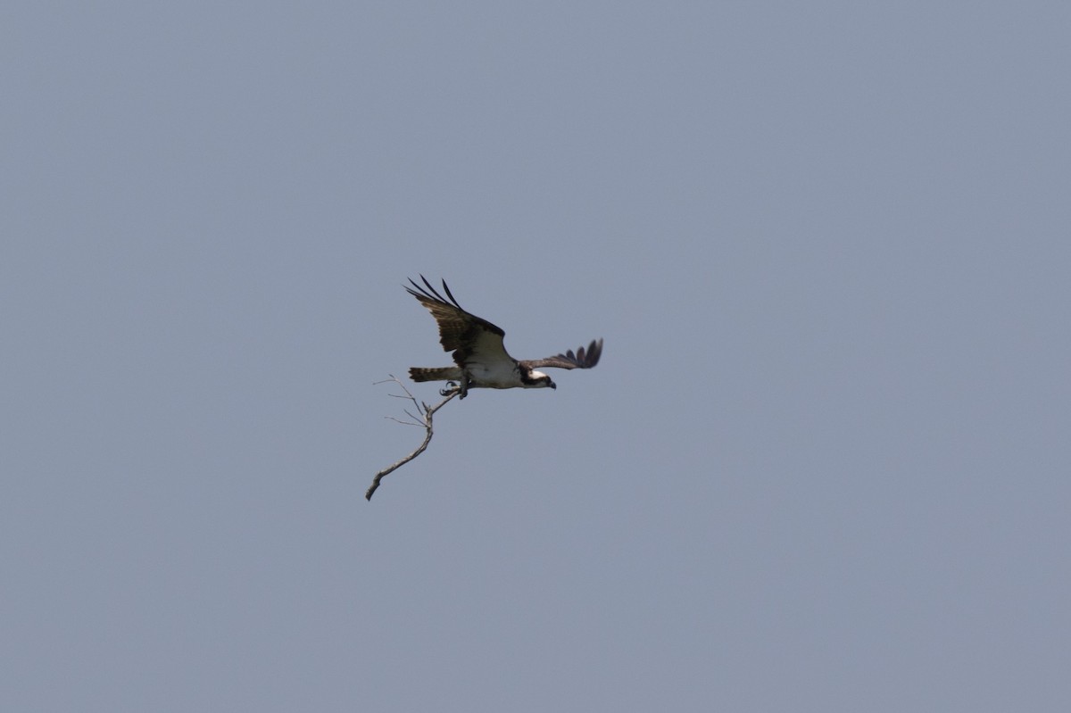 Águila Pescadora - ML61615551