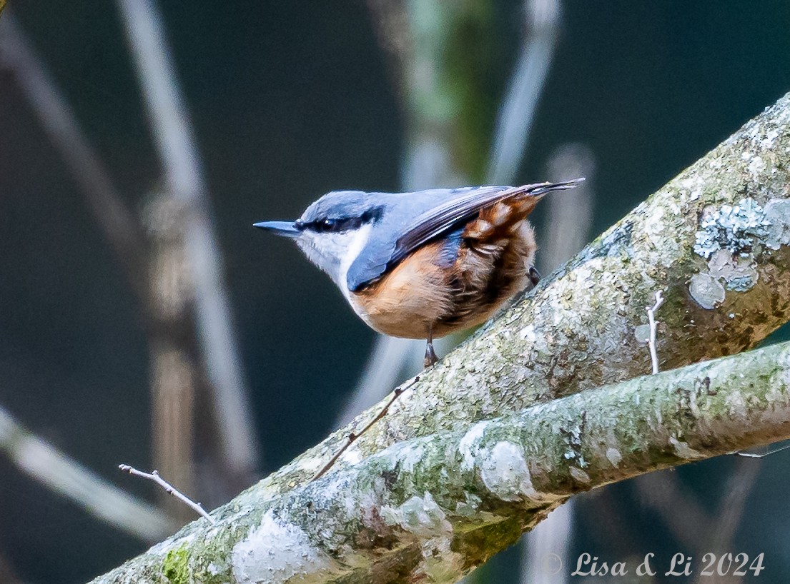 Eurasian Nuthatch (Buff-bellied) - Lisa & Li Li