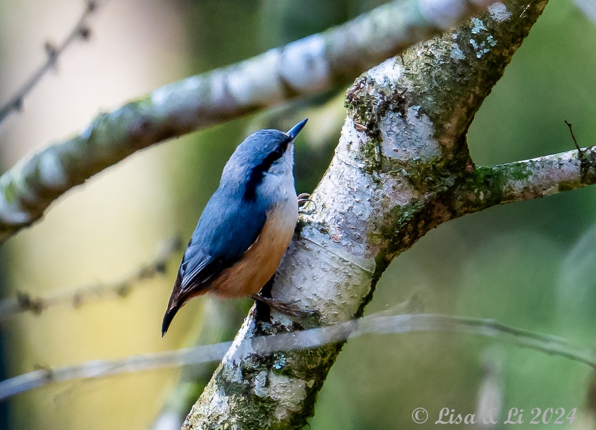 Eurasian Nuthatch (Buff-bellied) - Lisa & Li Li