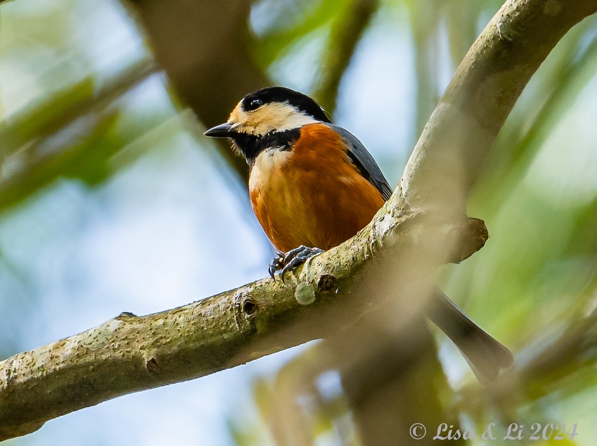 Varied Tit - Lisa & Li Li