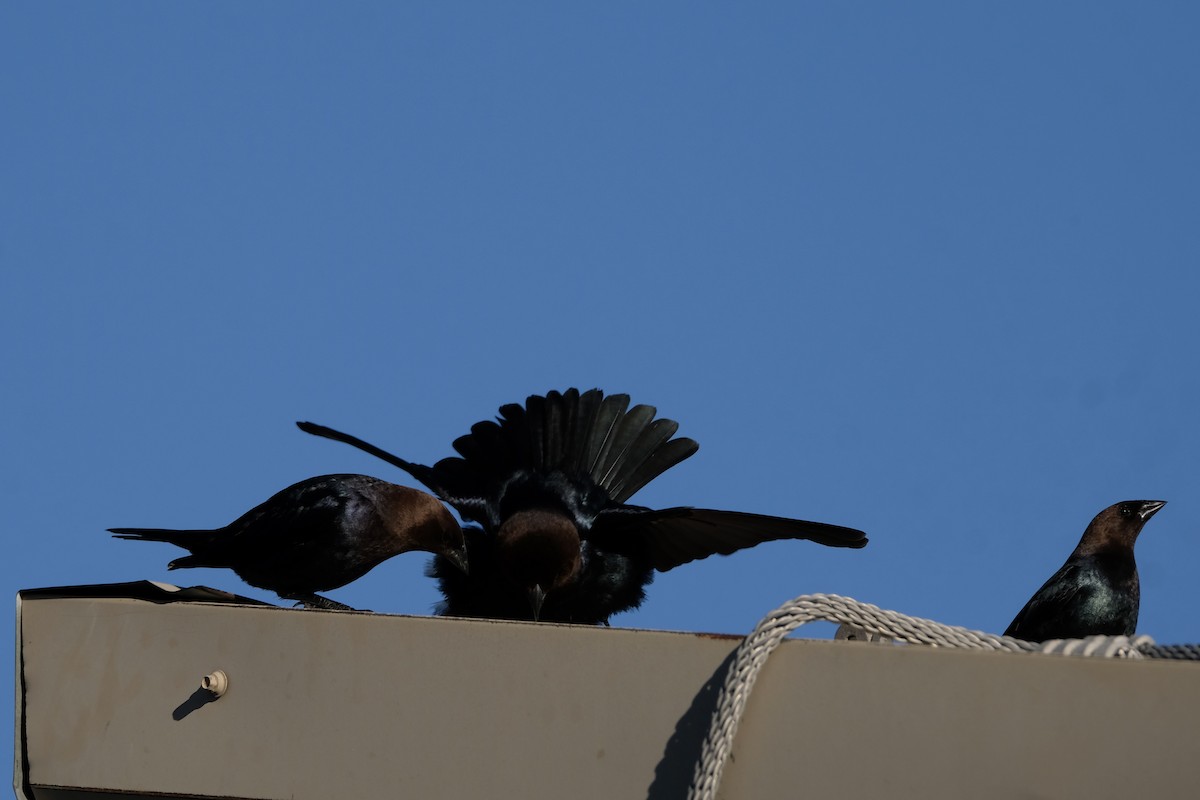 Brown-headed Cowbird - Cindy Gimbert