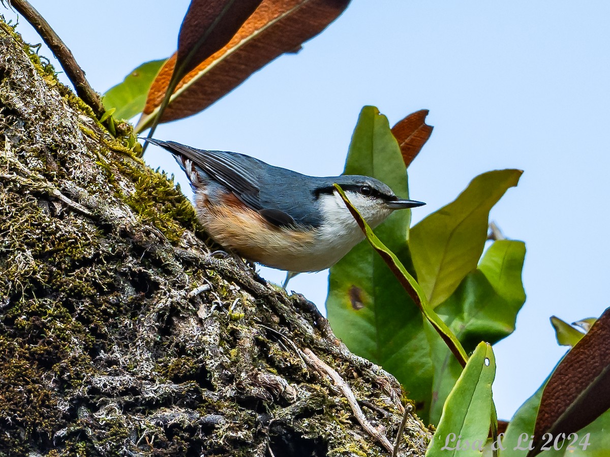 Eurasian Nuthatch (Buff-bellied) - Lisa & Li Li