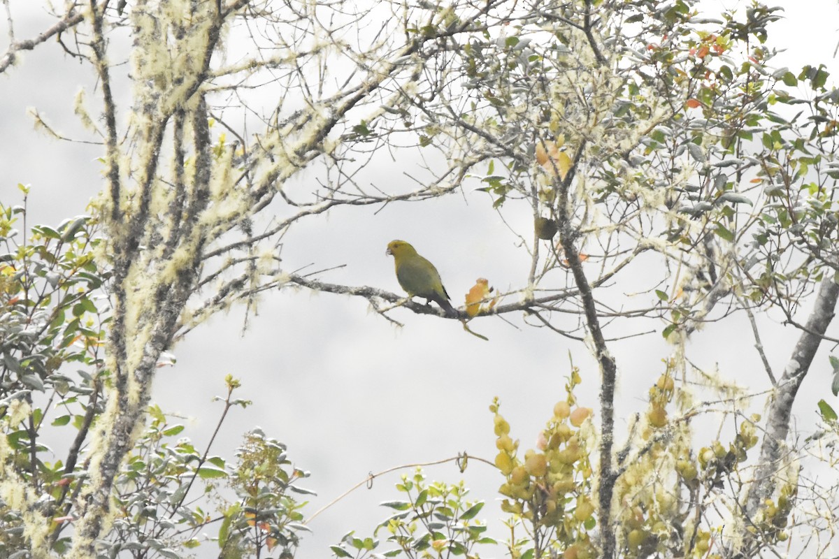 Indigo-winged Parrot - Kendell Loyd