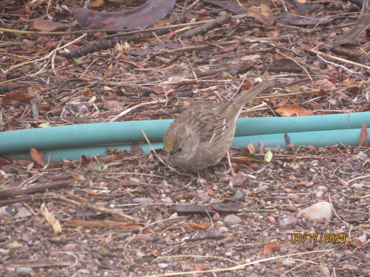 Golden-crowned Sparrow - ML616155612