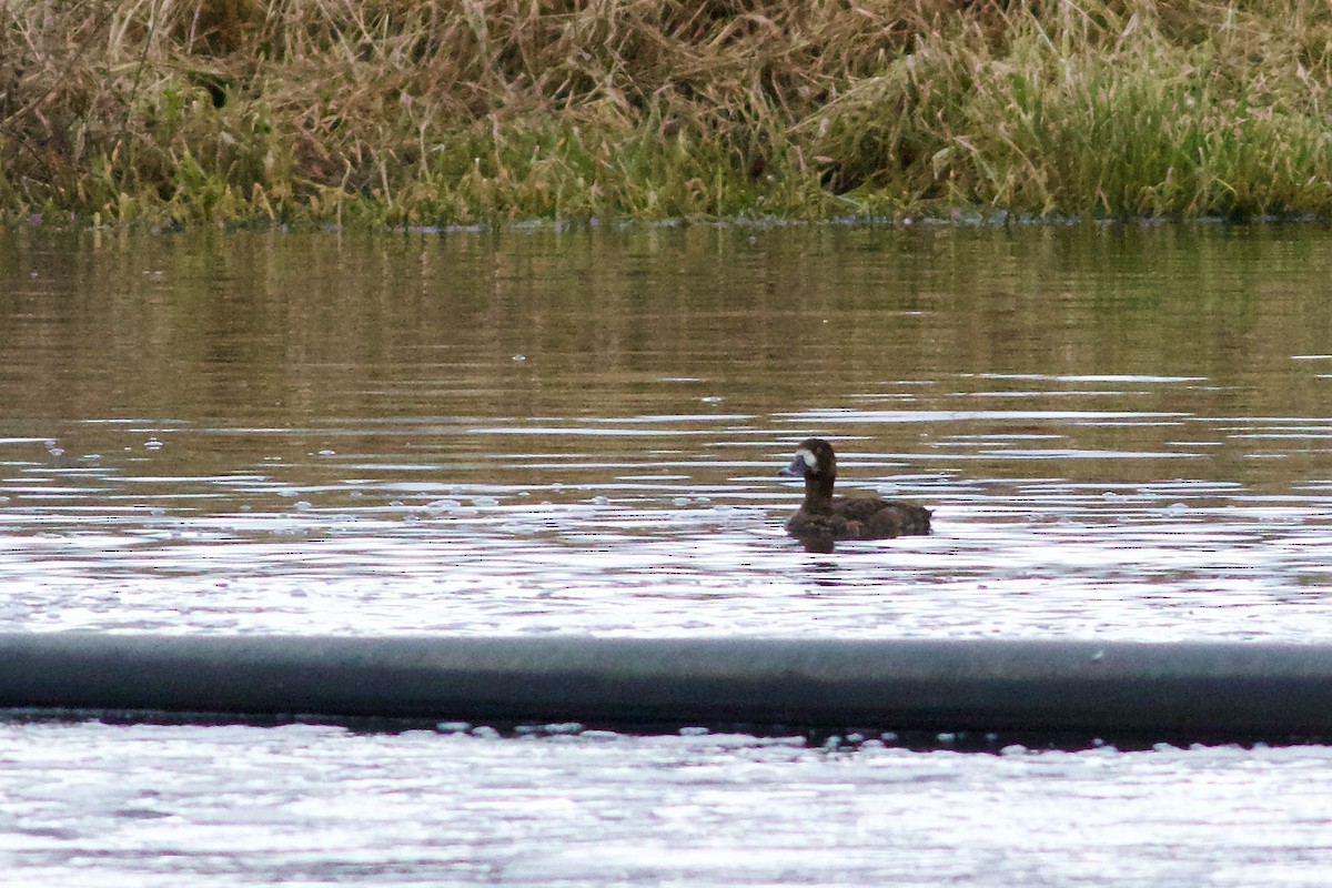 Greater Scaup - ML616155660