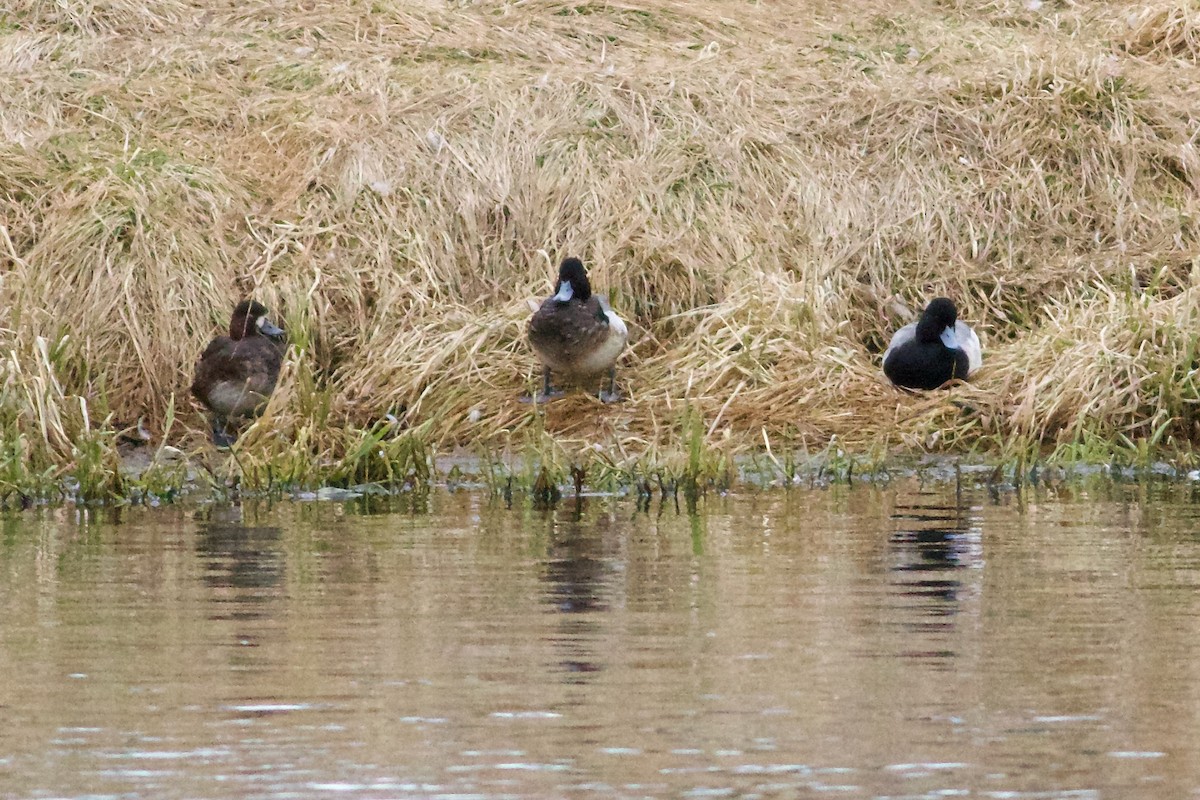 Greater Scaup - ML616155661