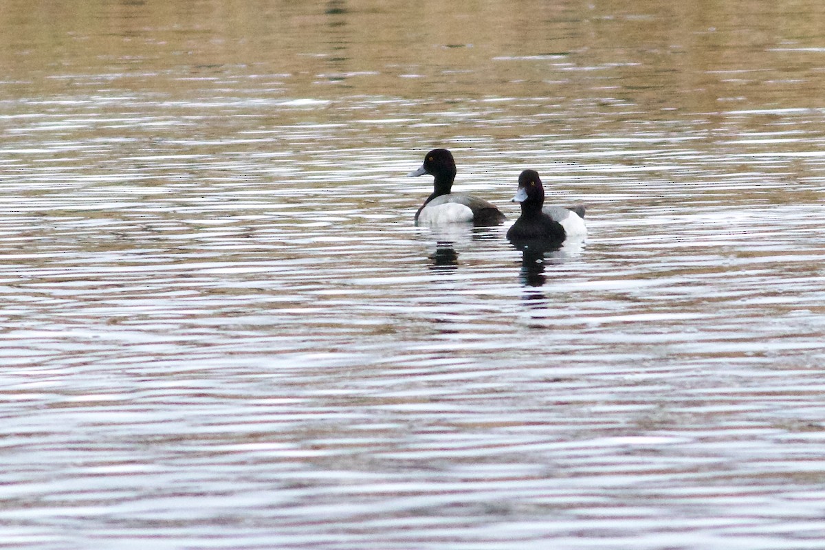 Greater Scaup - ML616155662