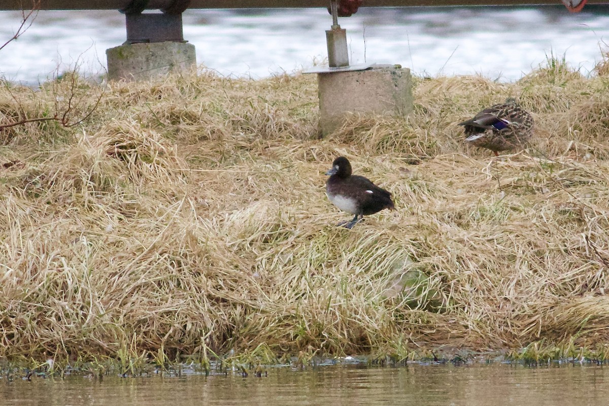 Greater Scaup - ML616155663