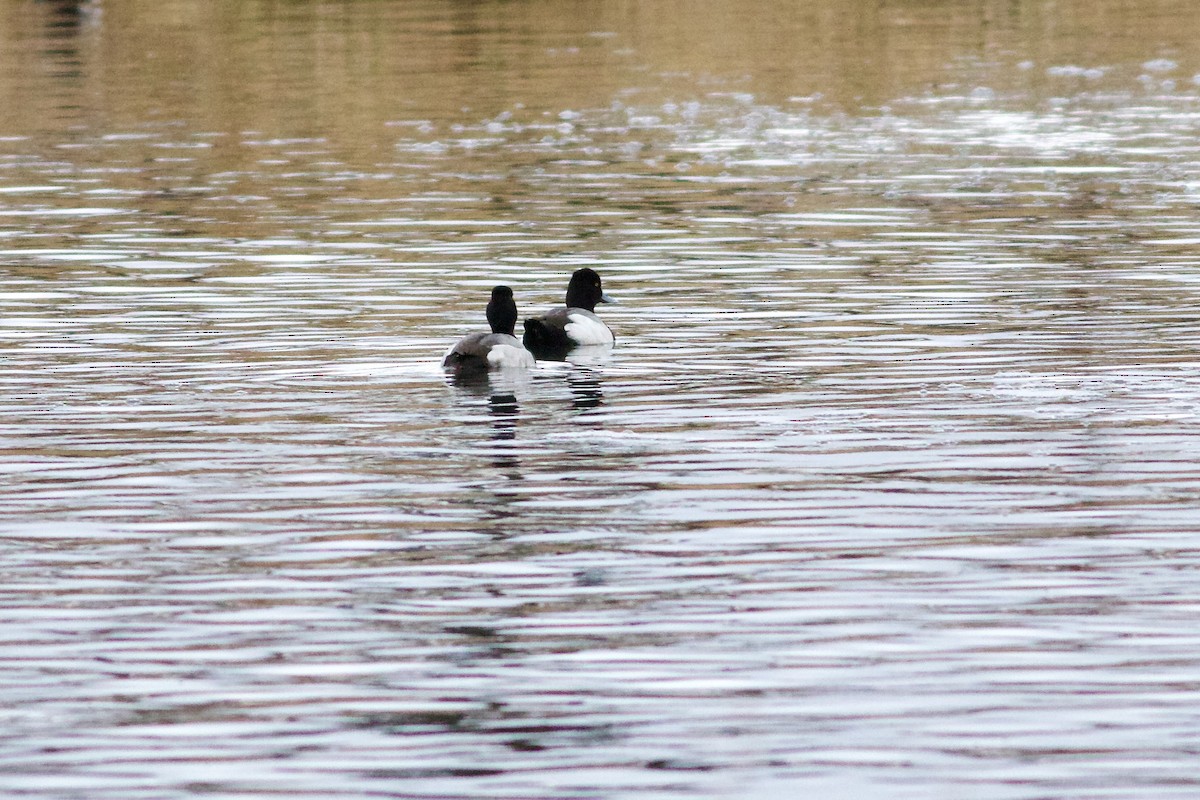 Greater Scaup - ML616155664