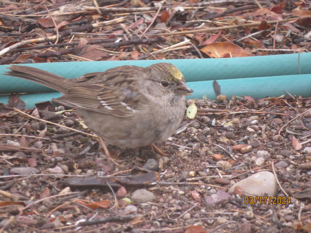 Golden-crowned Sparrow - ML616155675