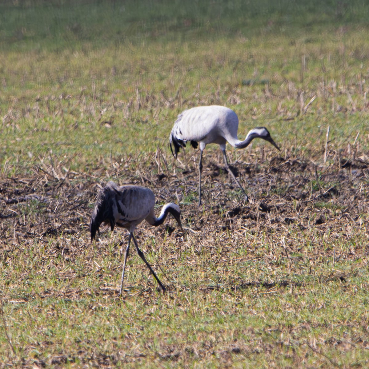 Common Crane - ML616155679