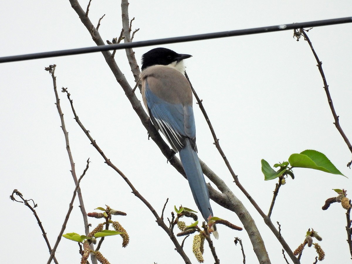 Azure-winged Magpie - ML616155682